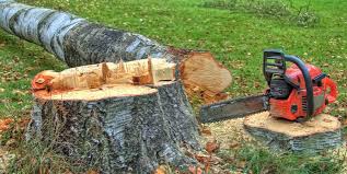  Sky Lake, FL Tree Removal Pros