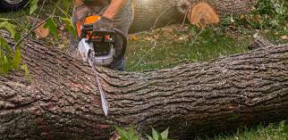 Best Tree Cabling and Bracing  in Sky Lake, FL