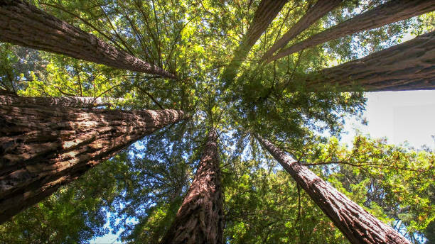How Our Tree Care Process Works  in  Sky Lake, FL